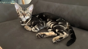 Bengal Kater 1 Jahr alt