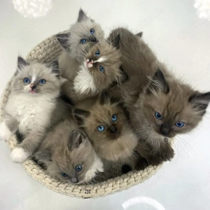Ragdoll Kitten