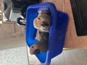 Graupapageien-Babys handzahm abzugeben Bild 3