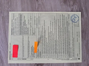 Graupapageien-Babys handzahm abzugeben Bild 6