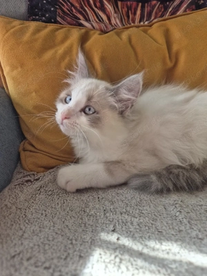 süßes Siam Mix Mädchen sucht