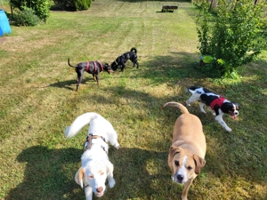 Exklusive Hundetagesbetreuung in kleiner, familiärer Gruppe Bild 8