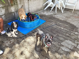 Exklusive Hundetagesbetreuung in kleiner, familiärer Gruppe Bild 6