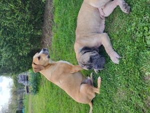 Exklusive Hundetagesbetreuung in kleiner, familiärer Gruppe Bild 9