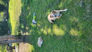 Exklusive Hundetagesbetreuung in kleiner, familiärer Gruppe Bild 5