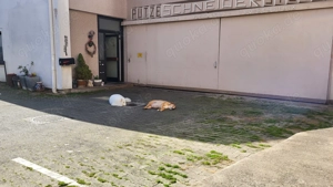 Exklusive Hundetagesbetreuung in kleiner, familiärer Gruppe Bild 7