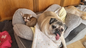 Exklusive Hundetagesbetreuung in kleiner, familiärer Gruppe Bild 4