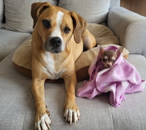 Exklusive Hundetagesbetreuung in kleiner, familiärer Gruppe Bild 2