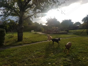 Exklusive Hundetagesbetreuung in kleiner, familiärer Gruppe