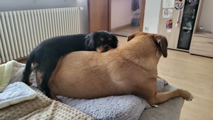 Exklusive Hundetagesbetreuung in kleiner, familiärer Gruppe Bild 3