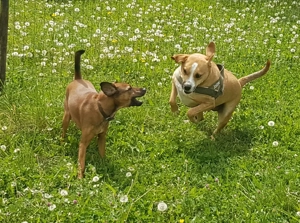 Exklusive Hundetagesbetreuung in kleiner, familiärer Gruppe Bild 10