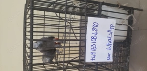 Wunderschönes Paar afrikanischer Graupapageien zu verkaufen.  