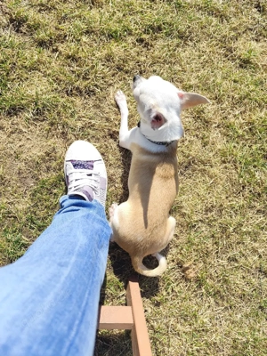 Chihuahua Deckrüde (kein Verkauf)