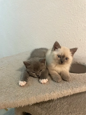 süße weiße BKH Kitten