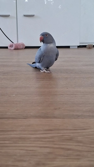 Halsbandsittich Jung Blau