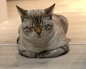 Snow lynx-Bengal Siam Mixkater