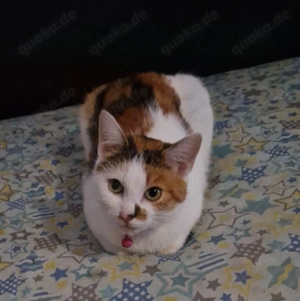 Süßer Katze Abzugeben