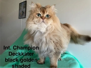 Britisch Langhaar mit Stammbaum,Zuchtkatzen,  BLH, blh Bild 3