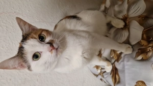 Süßer Katze Abzugeben