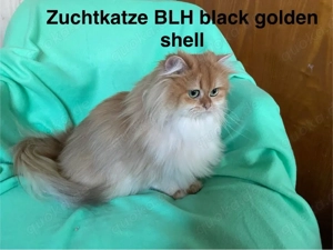 Britisch Langhaar mit Stammbaum,Zuchtkatzen,  BLH, blh Bild 2