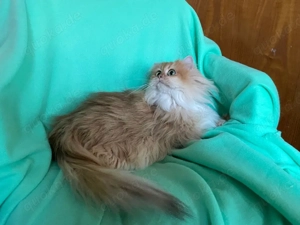 Britisch Langhaar mit Stammbaum,Zuchtkatzen,  BLH, blh Bild 4