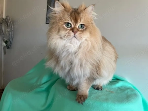 Britisch Langhaar mit Stammbaum,Zuchtkatzen,  BLH, blh Bild 6