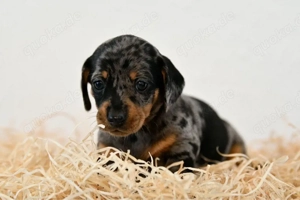 Zwergdackel | Dackel 