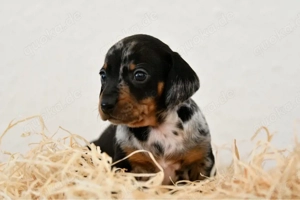 Zwergdackel | Dackel 