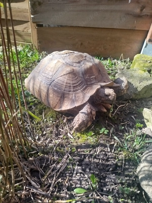 Sulcata Spornschildkröte 