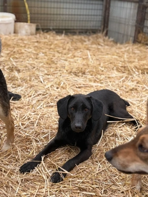 Rüde ca 1 Jahr sucht sein Zuhause