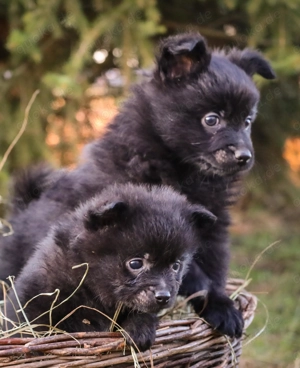 Mittelspitz Welpen,schöne Farben