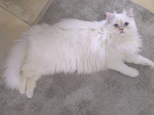  Sehr schöner weißer Kater mit schneeweißem Fell   sucht Katze (Saarbrücken)