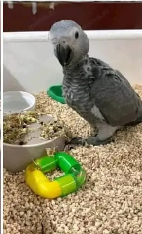 Intelligente Graupapageien, sowohl Männchen als auch Weibchen, stehen ab sofort zur Adoption bereit.