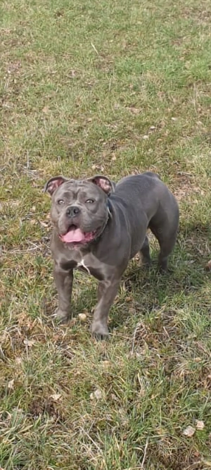 OEB Hündin sucht Couchplatz 