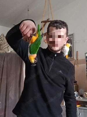 Zahme grünzügelPapageien 