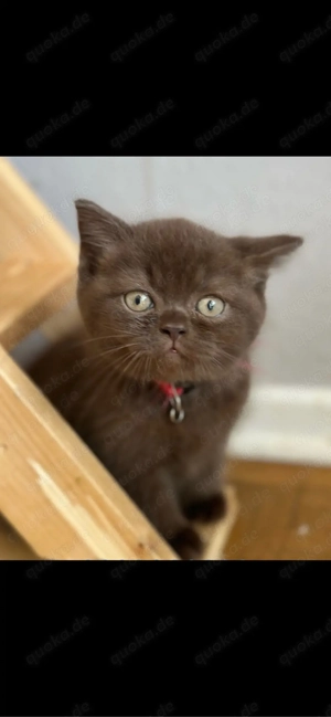 BKH wurfankündigung  chocolate  und lilac