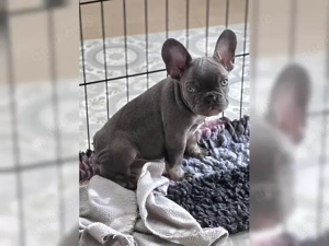 Reinrassiger Französische Bulldogge Welpen !!