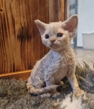 Devon Rex KATER mit Stammbaum können zu Ende April umziehen 