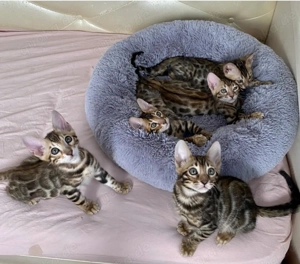 Reinrassige, süße Bengal-Kätzchen suchen ein neues Zuhause