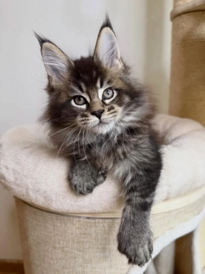 Männlich und weiblich Schöne Maine Coon Babys Kitten mit Papieren zu verkaufen