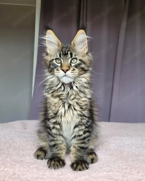 Süße Maine Coon Kätzchen suchen ein neues Zuhause