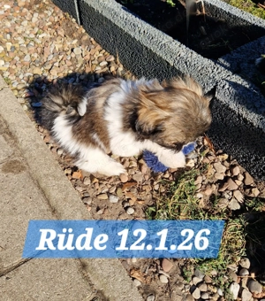 Shih Tzu Welpen