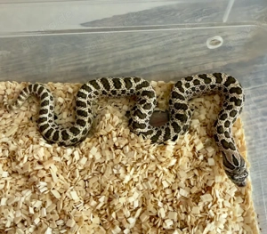 Hognose sale XXL 
