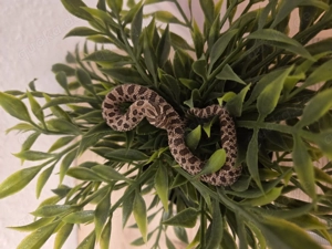 1.0 Artic Het toffe 8.25  Übergabe in Hamm möglich 