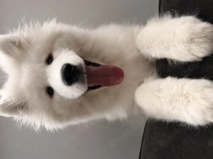 Samojede Welpe weiß 8 Monate