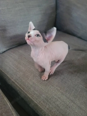 Sphynx kitten mit Stammbaum Bild 4