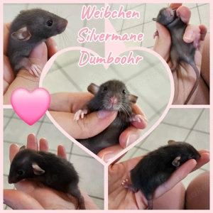 Ratten Babys Weibchen super zahm und kinderlieb 