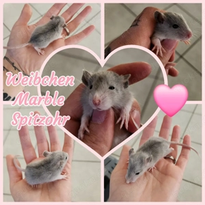 Ratten Babys Weibchen super zahm und kinderlieb 