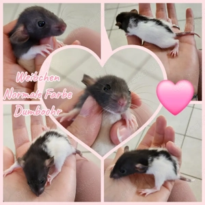 Ratten Babys Weibchen super zahm und kinderlieb 