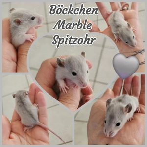 Ratten Babys Böckchen super verschmust und kinderlieb 
